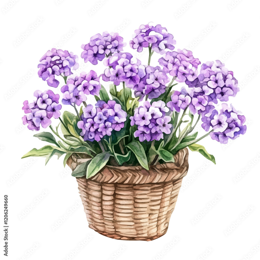 A watercolor clipart of a verbena bouquet in a basket, isolated on a white background. Verbena bouquet in a basket vector.
A watercolor clipart of a verbena bouquet in a basket, isolated on a white background. Verbena bouquet in a basket vector.
