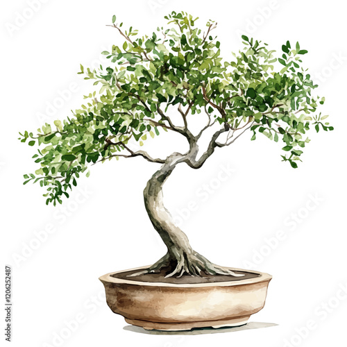 A watercolor of a tamarix bonsai, isolated on a white background. Tamarix bonsai vector.
