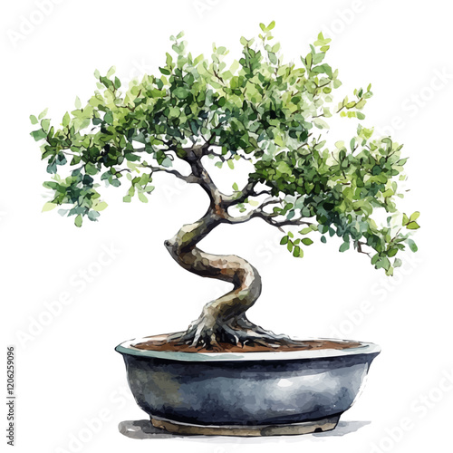 A watercolor vector of a sissoo bonsai, isolated on a white background. Sissoo bonsai vector.
