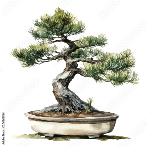 A watercolor of a Scots pine bonsai tree, isolated on a white background. Scots pine bonsai vector.
