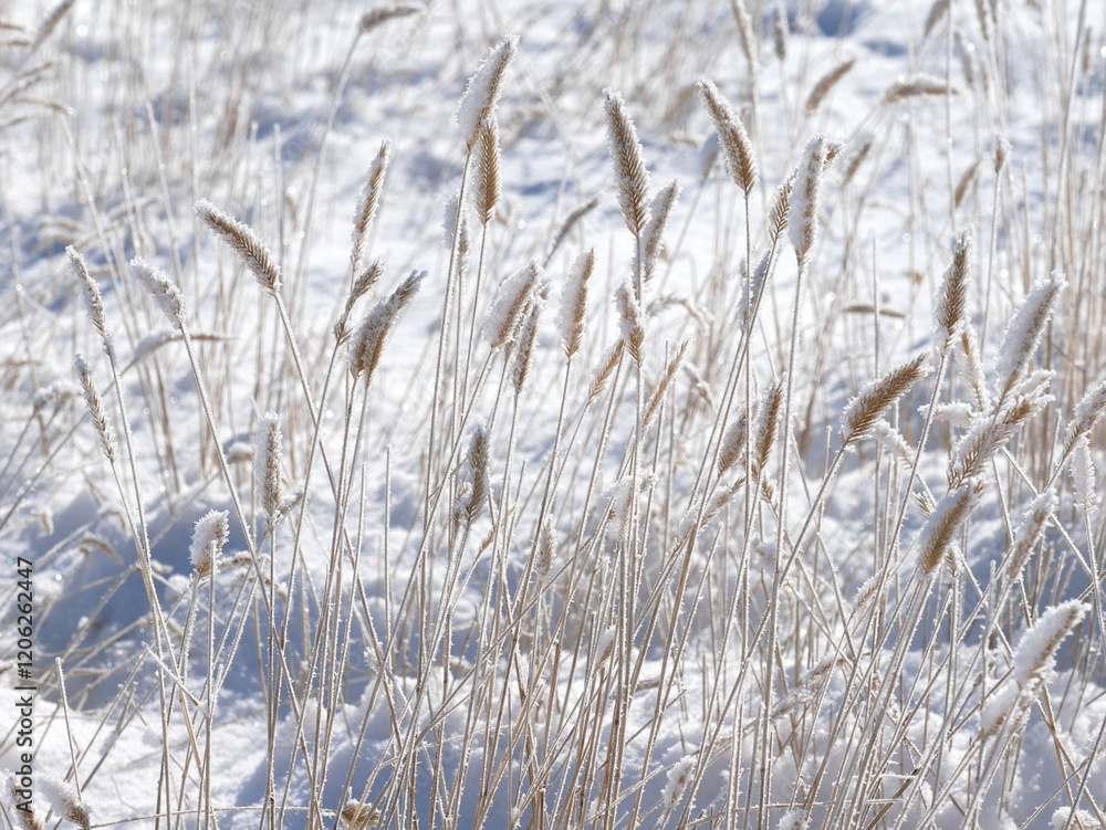 Grass on the prairie covered with snow, Colorado Grass on the prairie covered with snow, Colorado