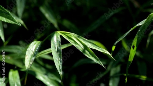 Wallpaper Mural Green bushes in the forest sway with sunlight from behind.Concept of ecology and green environment.Real time raw video.Footage 4K Torontodigital.ca