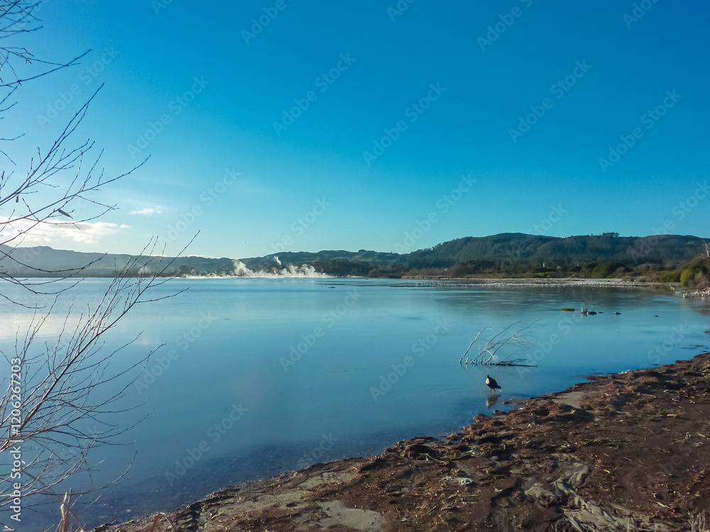 Calm Rotorua lake, Bay of Plenty Region, North Island New Zealand. Debris-covered shoreline. Birds near shore. Rolling green hills and some steam rising from geothermal activity. Rhyolitic caldera Calm Rotorua lake, Bay of Plenty Region, North Island New Zealand. Debris-covered shoreline. Birds near shore. Rolling green hills and some steam rising from geothermal activity. Rhyolitic caldera