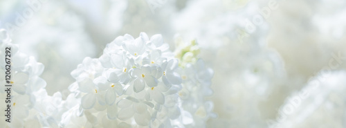 bunches of white lilac blossoms on branches