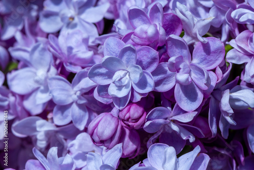 The photo features a close-up of lilac flowers, showcasing their vibrant viol...
