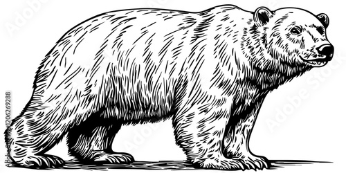 Isolated Hand-Drawn Sketch, Polar Bear Illustration with Transparent Background, High-Quality Vector
