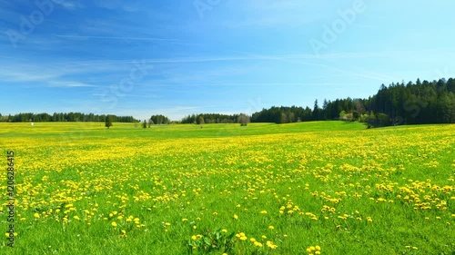 In Bavaria, Spring Reveals a Stunning Sight of Green Meadows, Where Rolling Hills and Flourishing Flora Reflect the Vibrancy and Tranquility of the Season