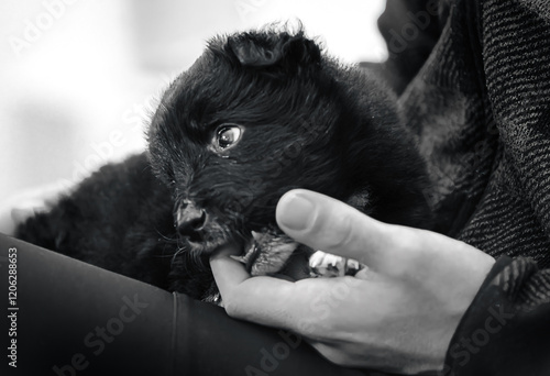 cachorro de border collie negro
