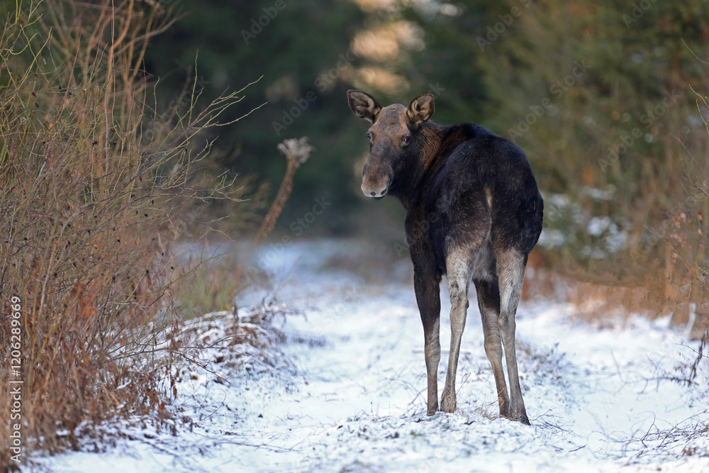 Fototapeta premium Łoś (Alces alces) moose