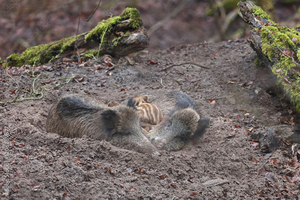 Naklejka premium Dzik euroazjatycki, dzik, (Sus scrofa)