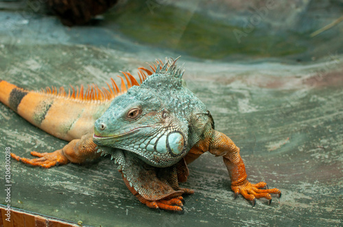 A detailed close-up portrait of a green iguana showcasing its distinctive features. The image highlights the iguana's textured skin, spiky crest along its back, and expressive eyes photo