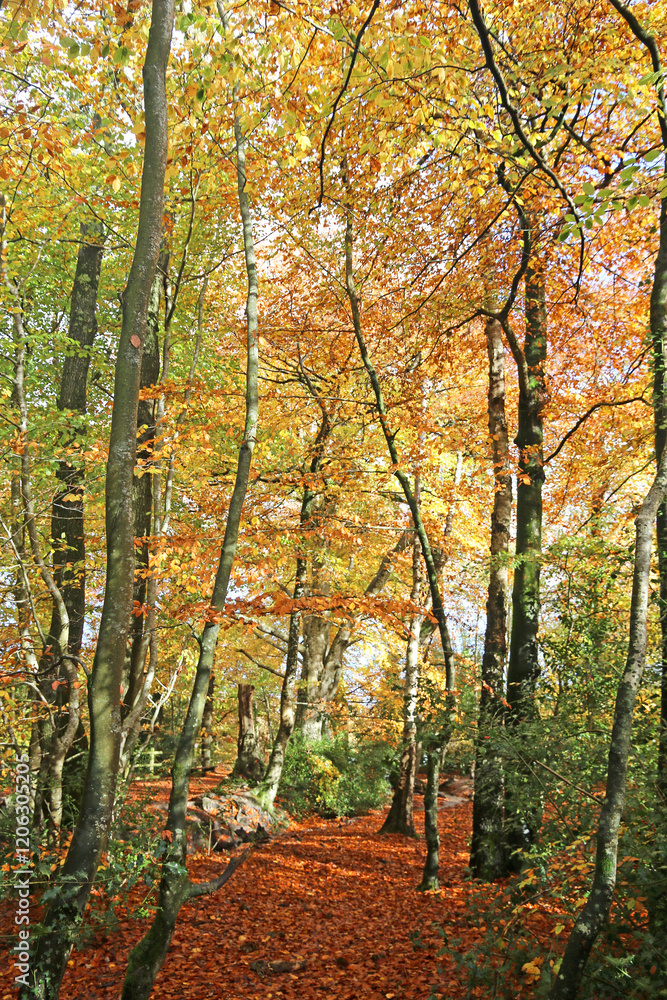 Fototapeta premium Decoy Country Park, Devon in Autumn