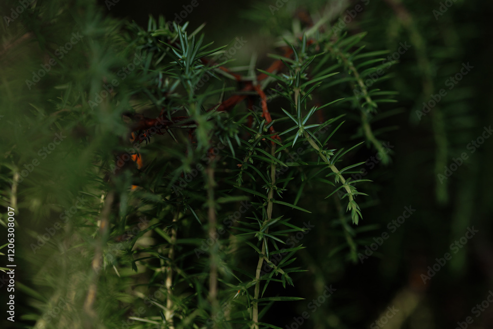 A close up of a plant with green leaves and a brown stem. The leaves are arranged in a way that they are overlapping each other, creating a dense and lush appearance A close up of a plant with green leaves and a brown stem. The leaves are arranged in a way that they are overlapping each other, creating a dense and lush appearance