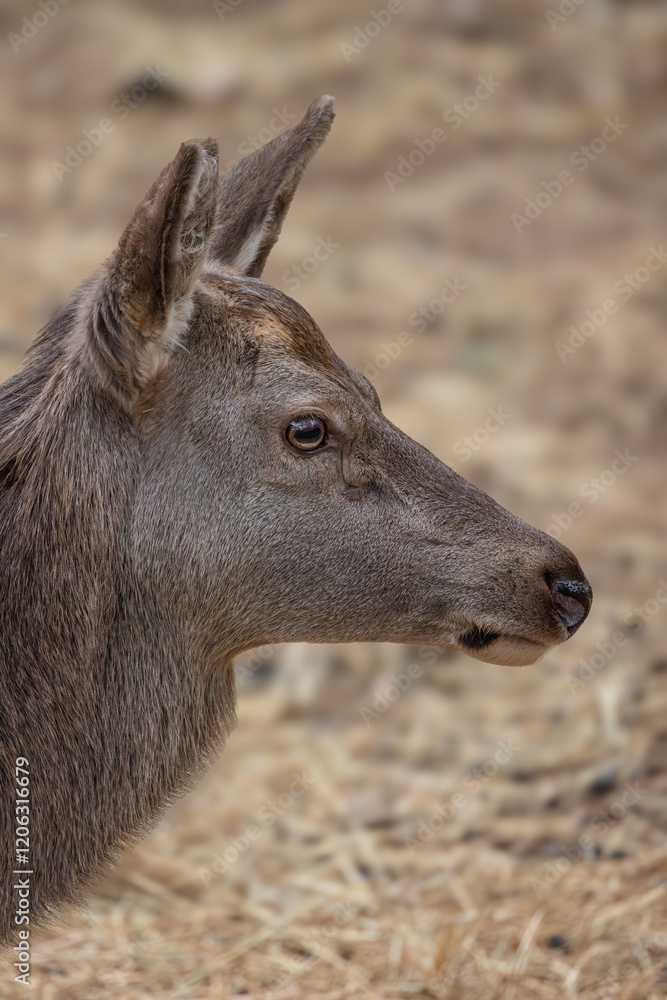 portrait d'une superbe biche