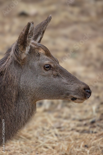 Obraz na płótnie portrait d'une superbe biche w salonie
