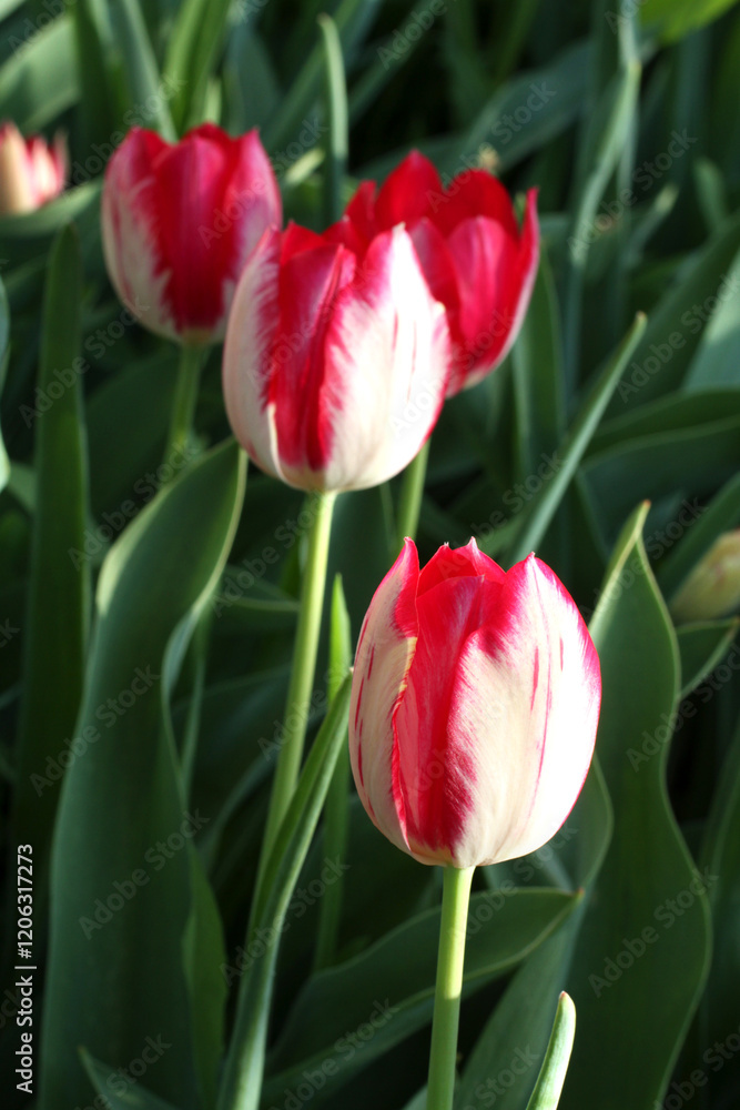 Red with white tulips against green grass background in the garden.
