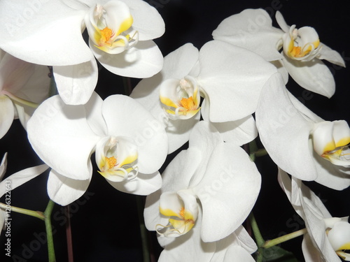 Elegantes orquídeas blancas en primer plano sobre fondo negro photo