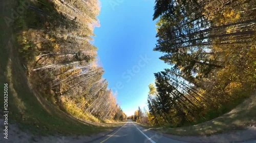 360 degree tunnel view while driving along a paved road through an autumn forest
