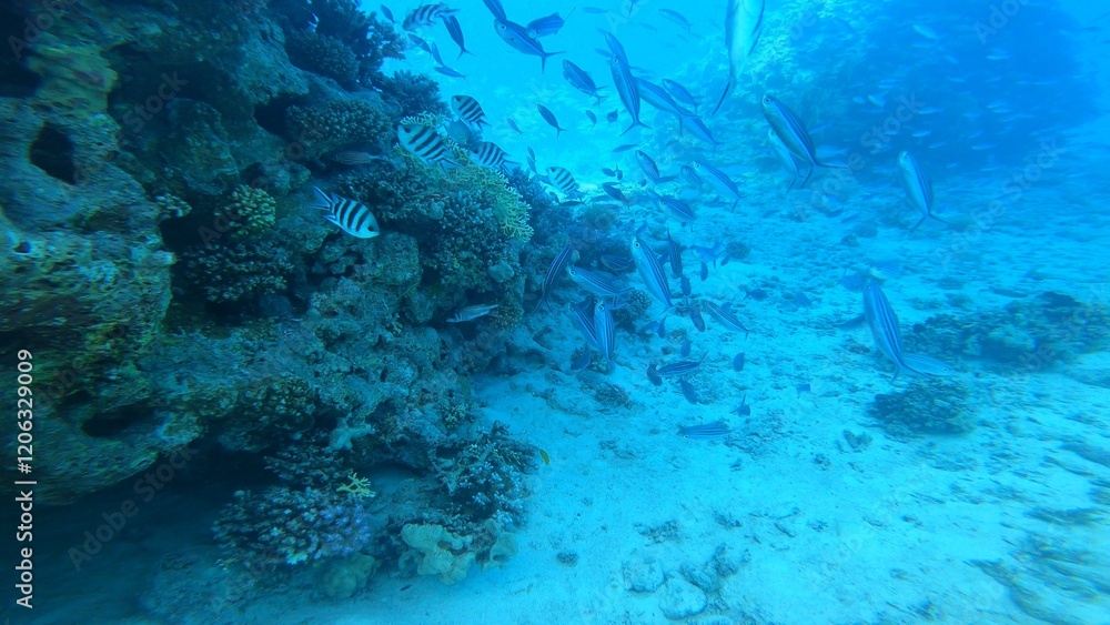 Scuba diving Scuba diving