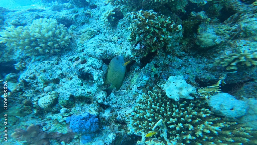 Scuba diving Scuba diving