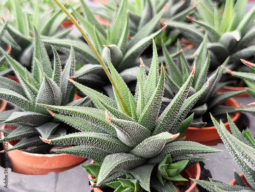 Displays of Haworthiopsis attenuata var. radula plant in pots