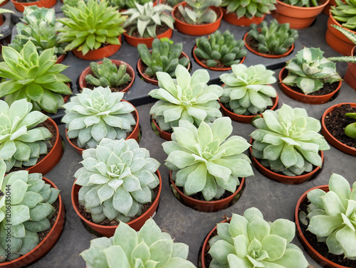 Wallpaper Mural Varieties of Cactus Succulent and Haworthia plants display in a nursery garden  Torontodigital.ca