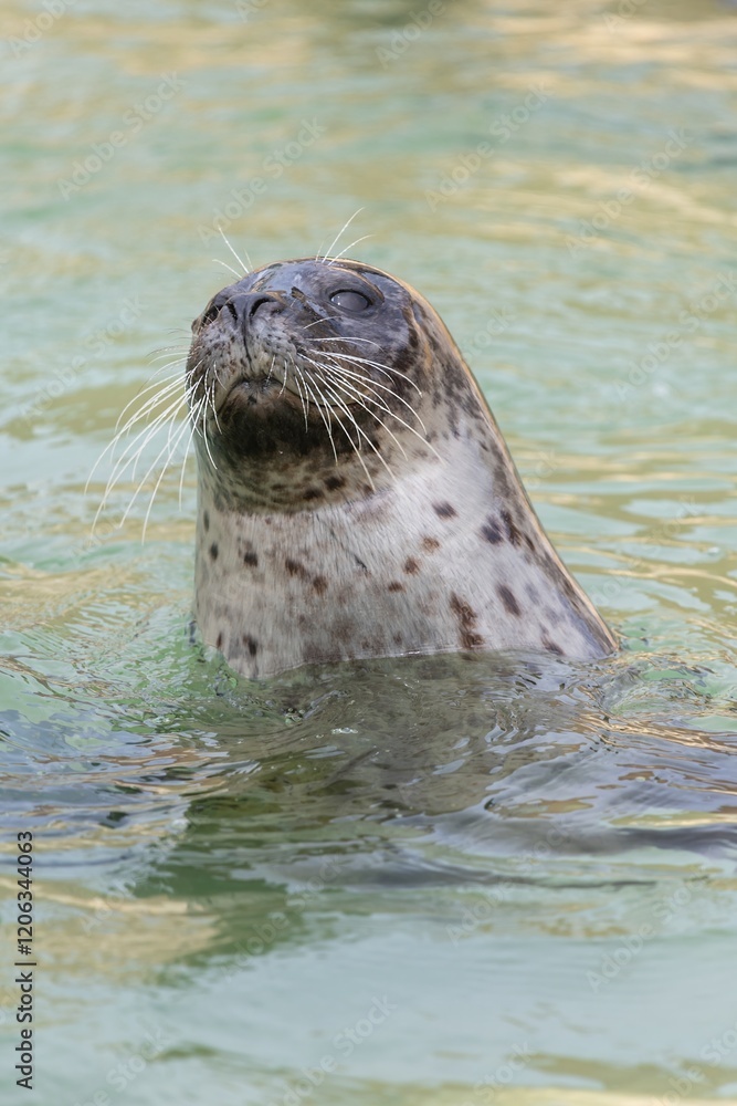 Fototapeta premium Head shot of a common seal (phoca vitulina) swimming in the water