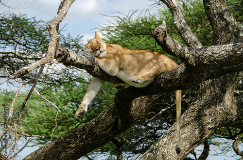 A lioness lies on the tree in Serengeti National Park, Tanzania, Africa.
