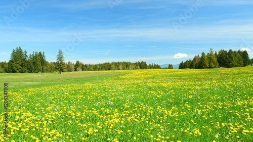 Spring in Bavaria Brings a Beautiful View of Green Meadows and Blooming Wildflowers, Where Nature’s Colorful Display and Peaceful Vibes Create a Perfect Natural Retreat photo