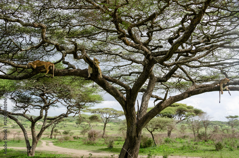 A lioness lies on the tree in Serengeti National Park, Tanzania, Africa.
A lioness lies on the tree in Serengeti National Park, Tanzania, Africa.