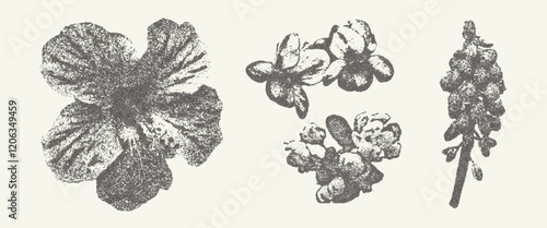 Botanical vintage elements. Photocopy effect stippling flower illustrations