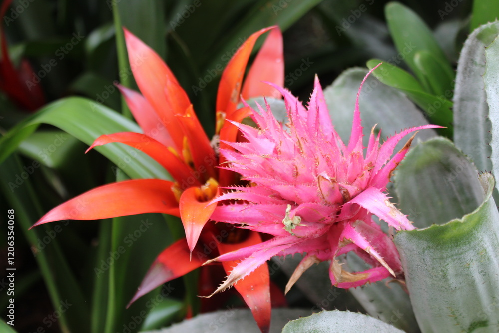 Fototapeta premium Flora colombiana