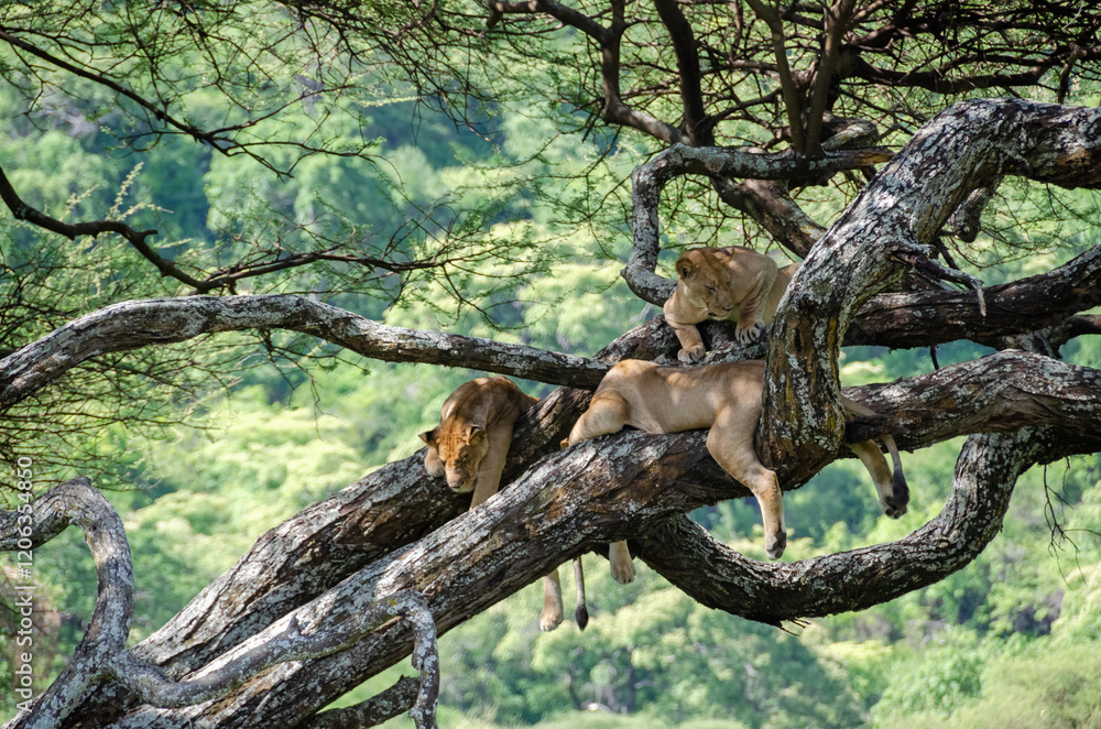 A lioness lies on the tree in Serengeti National Park, Tanzania, Africa.
A lioness lies on the tree in Serengeti National Park, Tanzania, Africa.