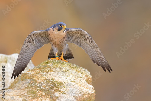 Falco peregrinus, Peregrine falcon, Czech republic