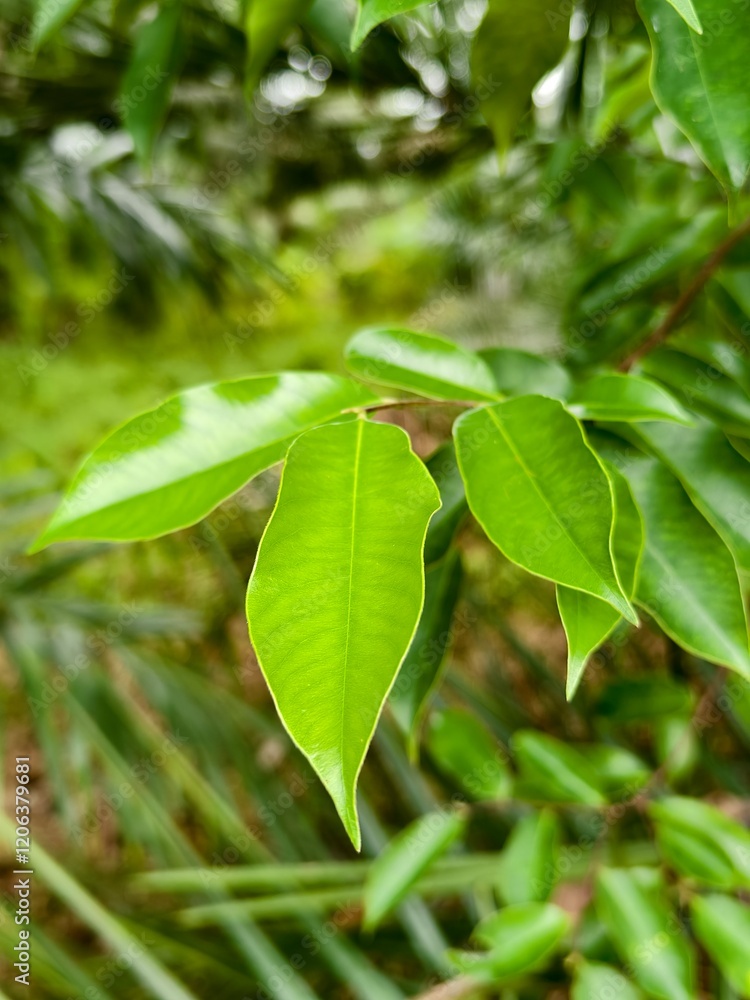young agarwood leaves on the tree young agarwood leaves on the tree