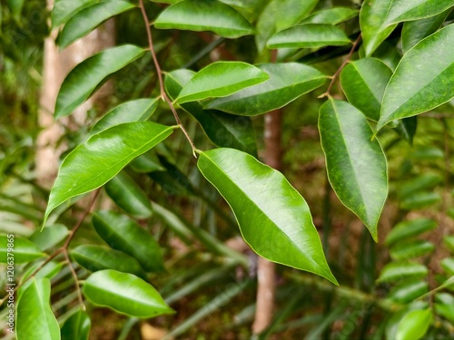 young agarwood leaves on the tree photo