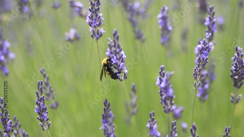 Close up of Bee Pollination on Lavender Flower