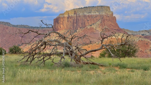 Dead Pinon Tree at Ghost Ranch 