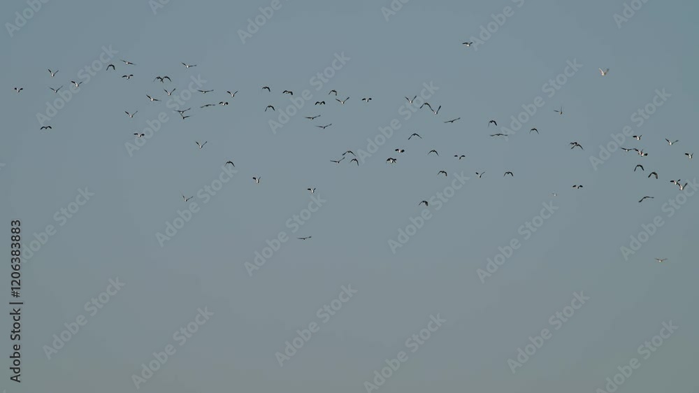 Northern Lapwing, Vanellus vanellus, birds in flight over marshes at winter Northern Lapwing, Vanellus vanellus, birds in flight over marshes at winter