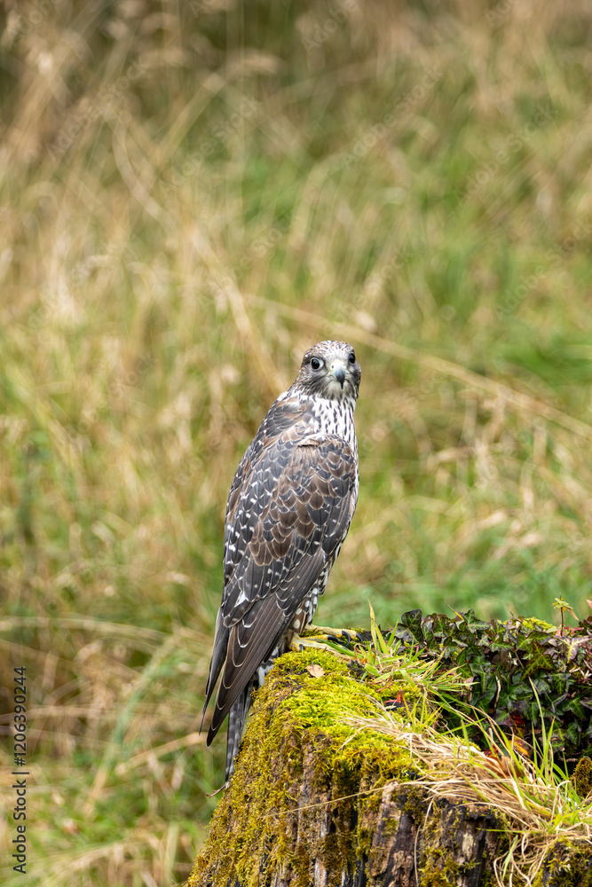 Fototapeta premium Gyrfalcon (Falco rusticolus), commonly found in Arctic tundra and northern forests.