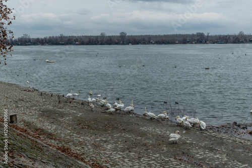 Wallpaper Mural White swans on Danube shore in Zemun neighborhood of Belgrade, Serbia, in winter Torontodigital.ca