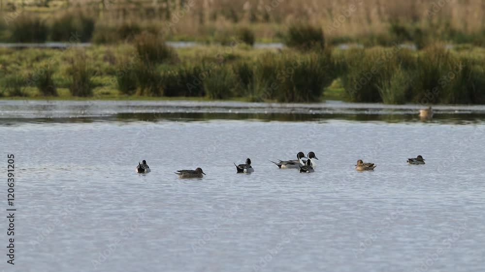 Northern Pintail. Anas acuta, birds on winter marshes at sunrise Northern Pintail. Anas acuta, birds on winter marshes at sunrise