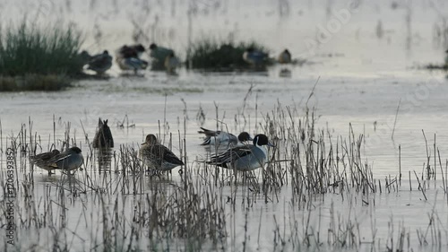 Northern Pintail. Anas acuta, birds on winter marshes at sunrise