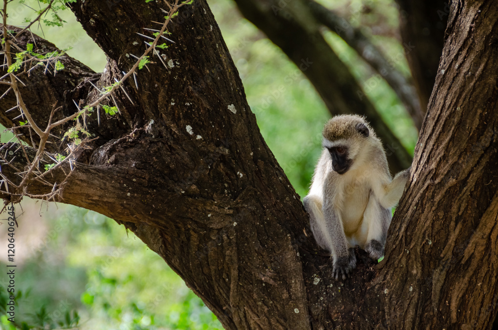 Obraz premium Monkeys in the Serengeti National Park in Tanzania, Africa. 
