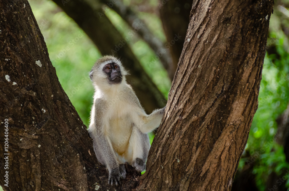 Obraz premium Monkeys in the Serengeti National Park in Tanzania, Africa. 