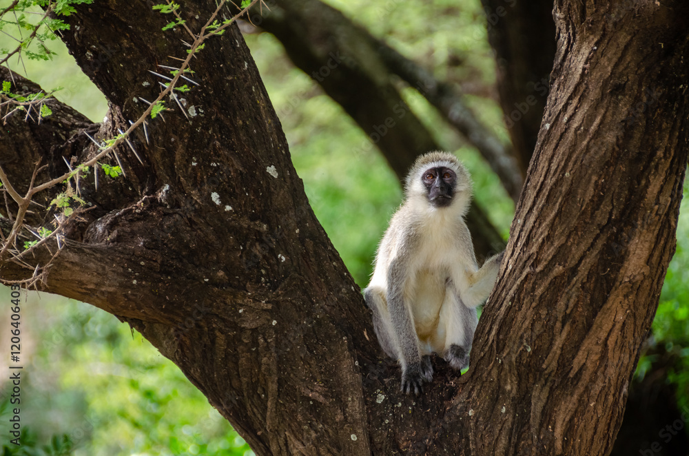 Obraz premium Monkeys in the Serengeti National Park in Tanzania, Africa. 