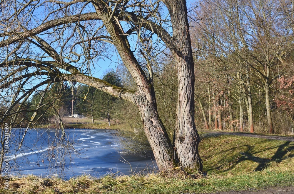 landscape of a pond in the evening on a frosty day landscape of a pond in the evening on a frosty day