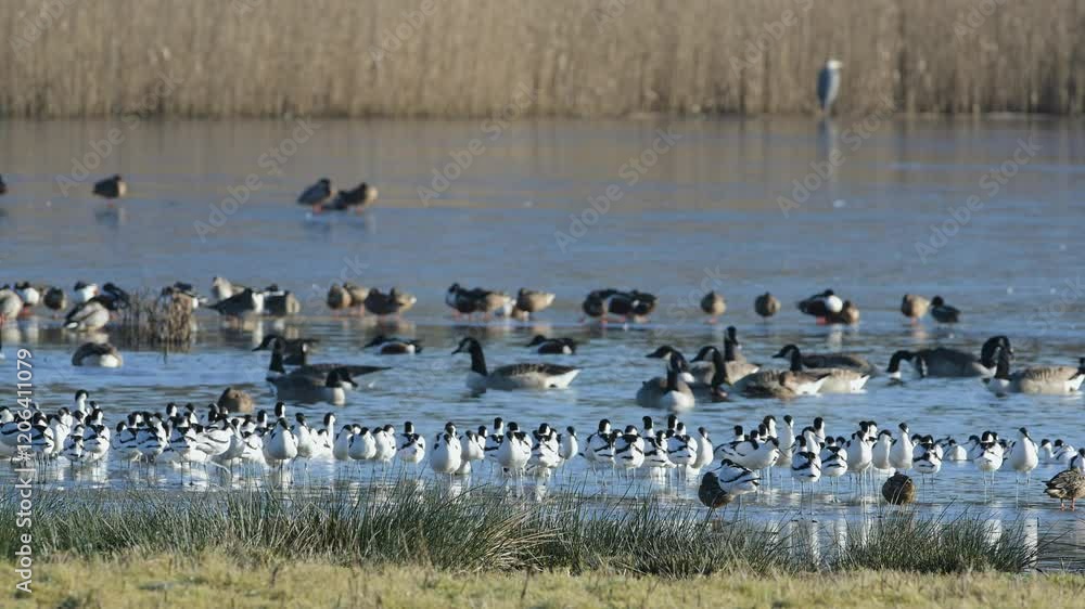 Pied Avocet, Recurvirostra avosetta, birds in flight over winter marshes at sunrise Pied Avocet, Recurvirostra avosetta, birds in flight over winter marshes at sunrise