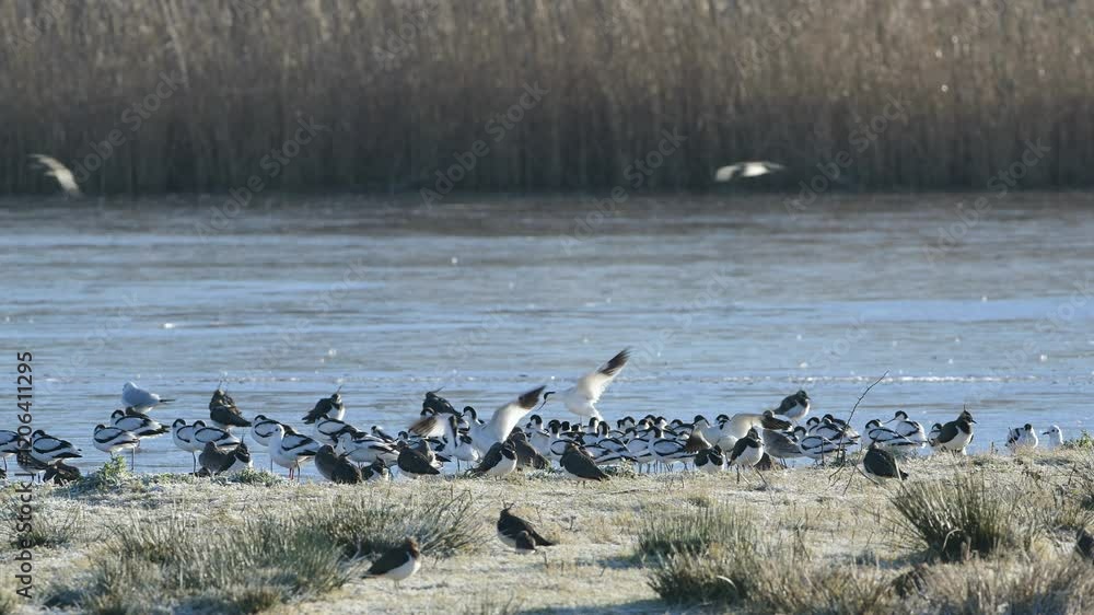 Pied Avocet, Recurvirostra avosetta, birds in flight over winter marshes at sunrise Pied Avocet, Recurvirostra avosetta, birds in flight over winter marshes at sunrise