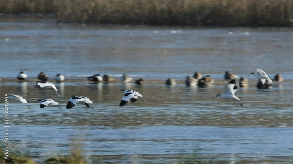 Pied Avocet, Recurvirostra avosetta, birds in flight over winter marshes at sunrise Pied Avocet, Recurvirostra avosetta, birds in flight over winter marshes at sunrise